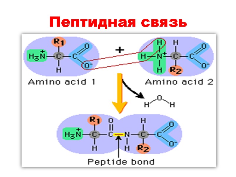 Пептидная связь